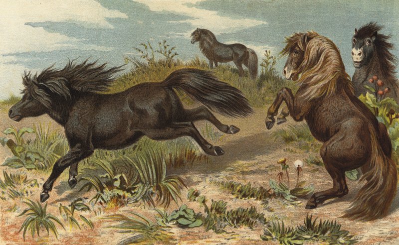 Shetland Pony by European School