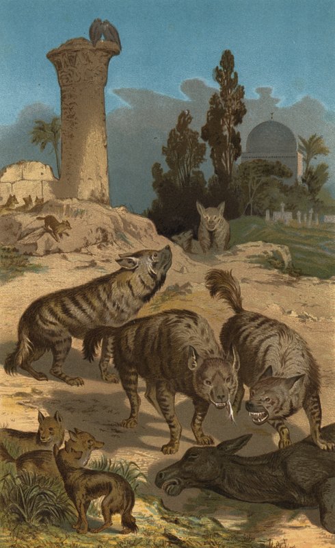 Striped Hyena by European School