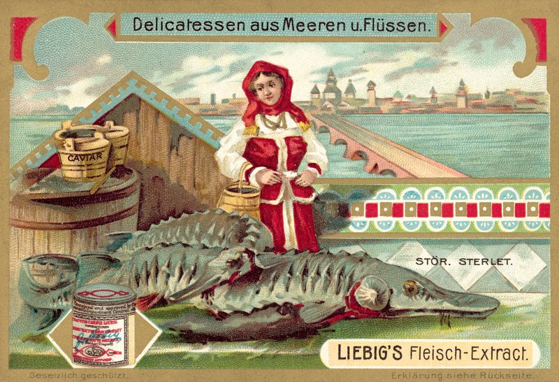 Sturgeon by European School