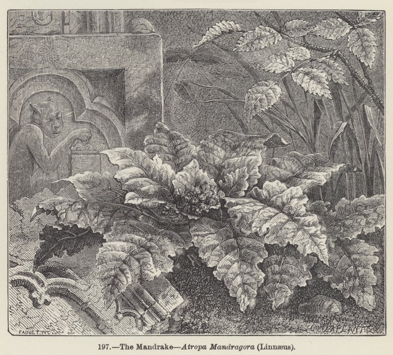 The Mandrake, Atropa Mandragora, Linnaeus by European School