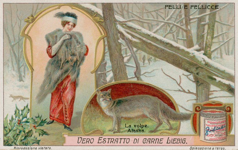 The Arctic Fox by European School