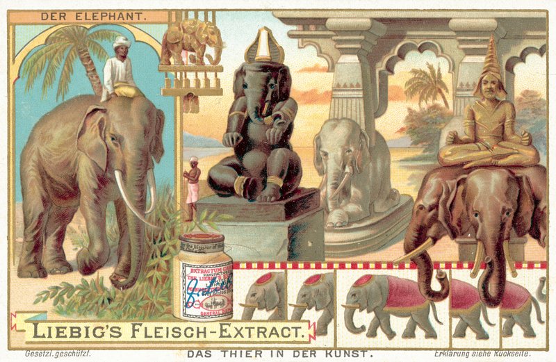 The elephant by European School