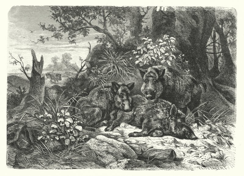 The wild bear by European School