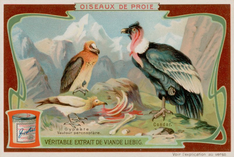 Vulture and Condor by European School