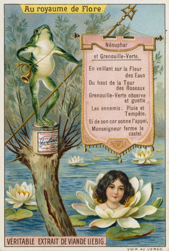 Water Lily and Frog by European School