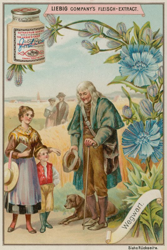 Chicory by European School