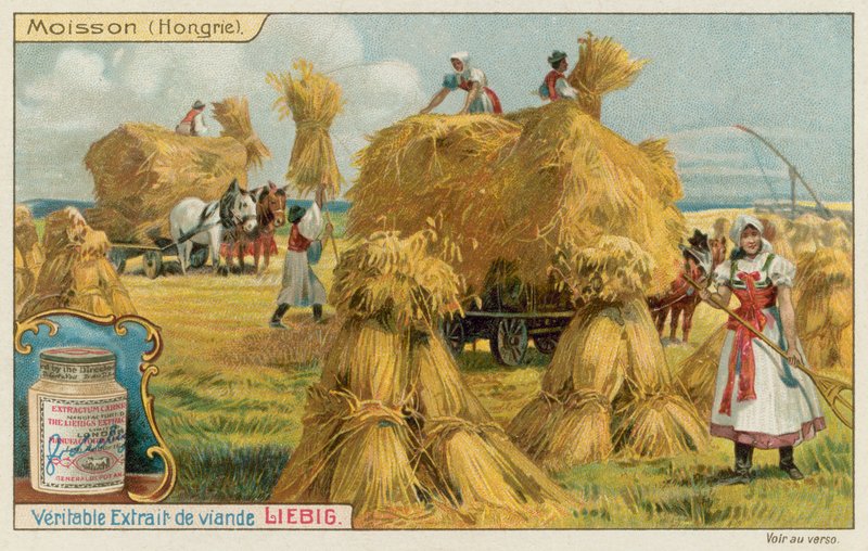 Wheat Harvest in Hungary by European School