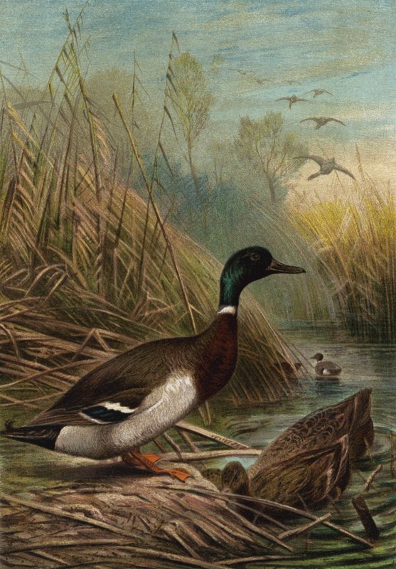 Wild Duck by European School