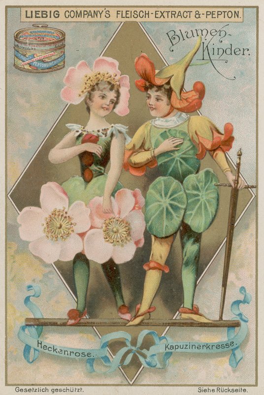 Wild Rose and Nasturtium by European School
