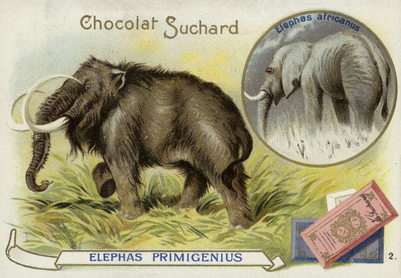 Woolly mammoth and African elephant by European School