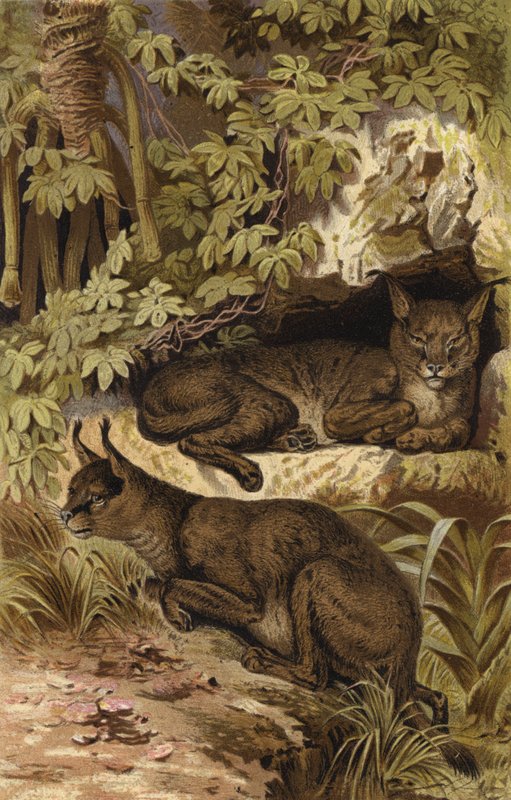 Desert Lynx by European School