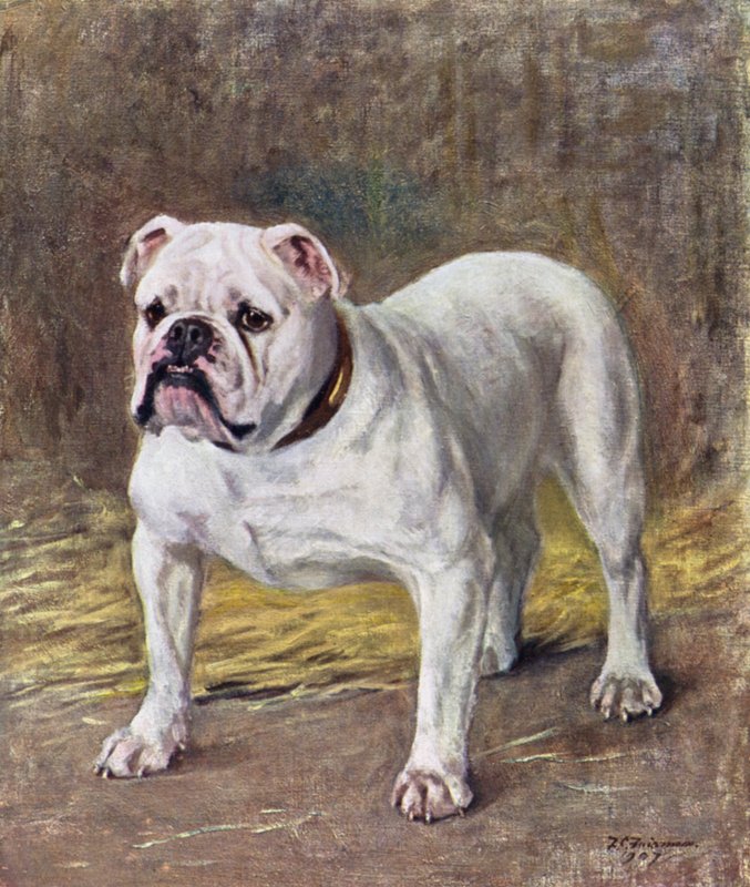 The Famous Bulldog Ch Silent Duchess by Frances C. Fairman