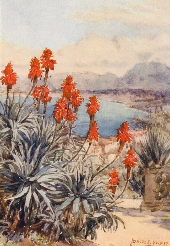 The Red Aloes by Frances Nesbitt