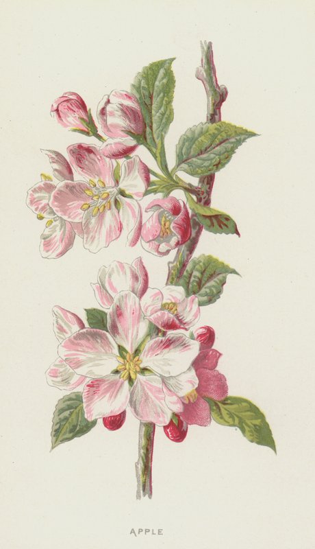 Apple by Frederick Edward Hulme