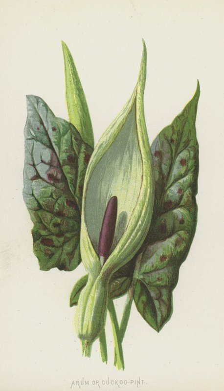 Arum or Cuckoo-Pint by Frederick Edward Hulme