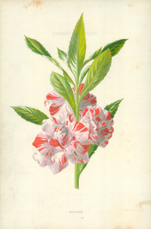 Balsam by Frederick Edward Hulme