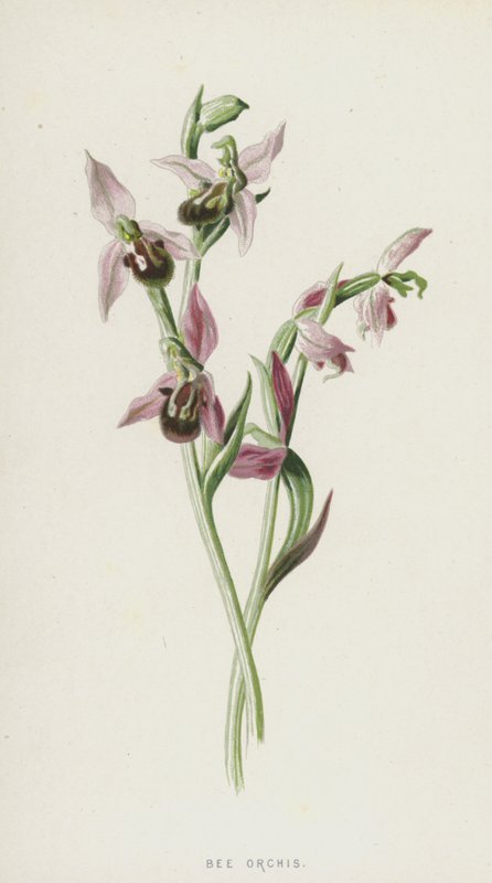 Bee Orchis by Frederick Edward Hulme