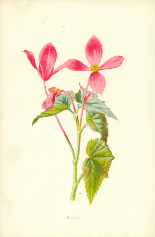 Begonia by Frederick Edward Hulme
