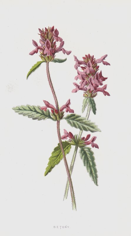 Betony by Frederick Edward Hulme