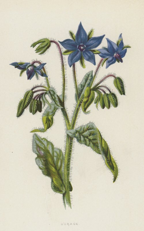 Borage by Frederick Edward Hulme