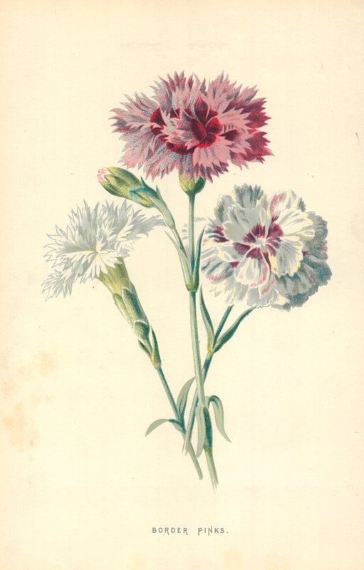 Border Pinks by Frederick Edward Hulme