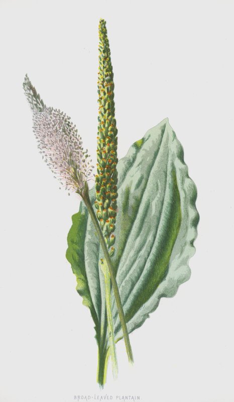 Broad-Leaved Plantain by Frederick Edward Hulme