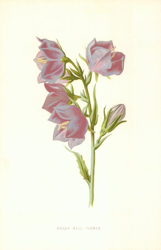 Broad Bell Flower by Frederick Edward Hulme