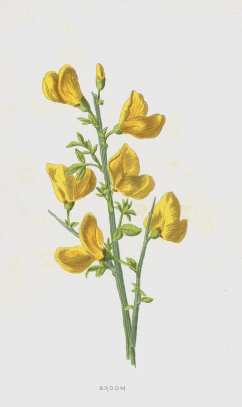 Broom by Frederick Edward Hulme