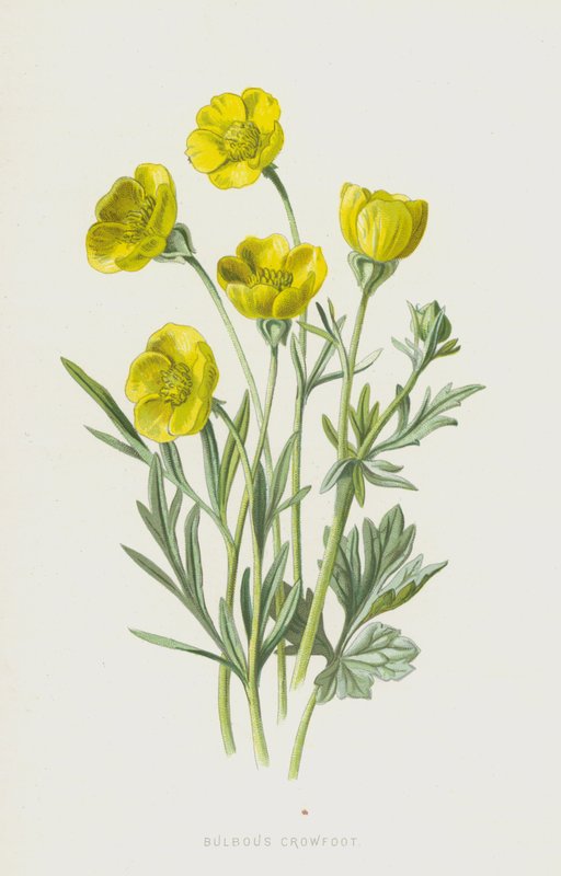 Bulbous Crowfoot by Frederick Edward Hulme