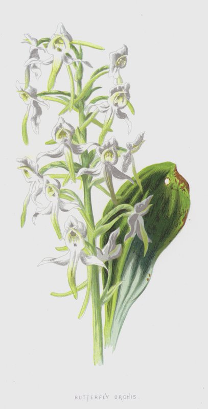 Butterfly Orchis by Frederick Edward Hulme
