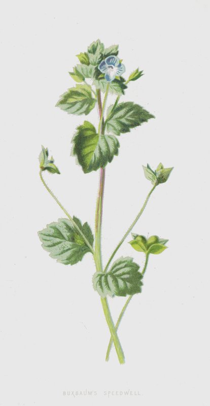 Buxbaums Speedwell by Frederick Edward Hulme