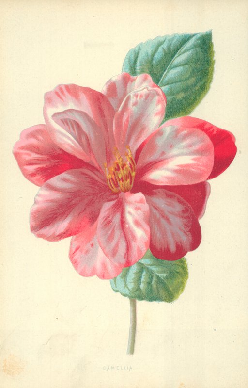 Camellia by Frederick Edward Hulme