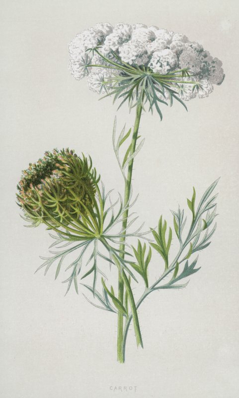Carrot by Frederick Edward Hulme