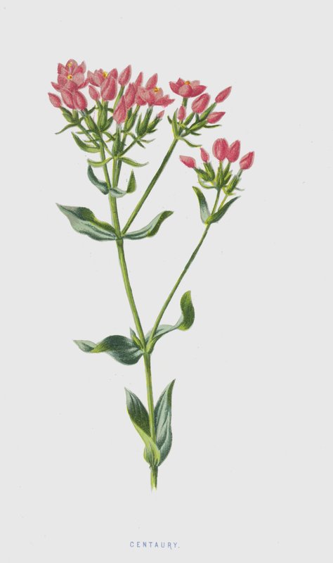 Centaury by Frederick Edward Hulme