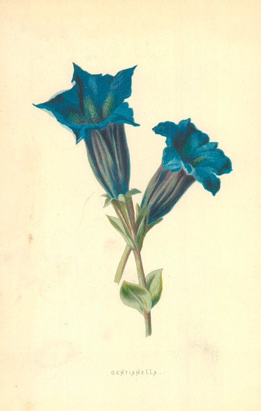 Centianella by Frederick Edward Hulme