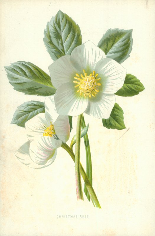 Christmas Rose by Frederick Edward Hulme