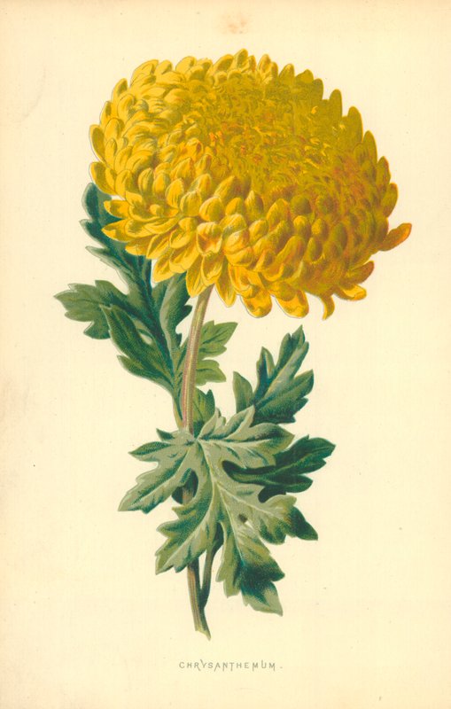 Chrysanthemum by Frederick Edward Hulme
