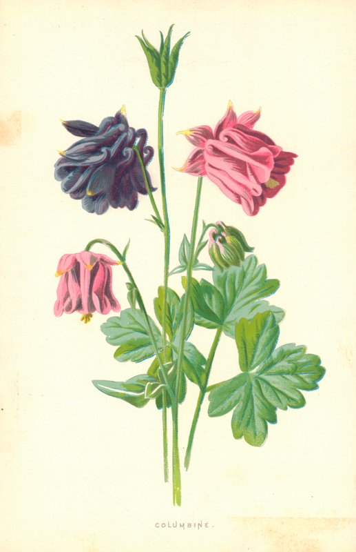 Columbine by Frederick Edward Hulme