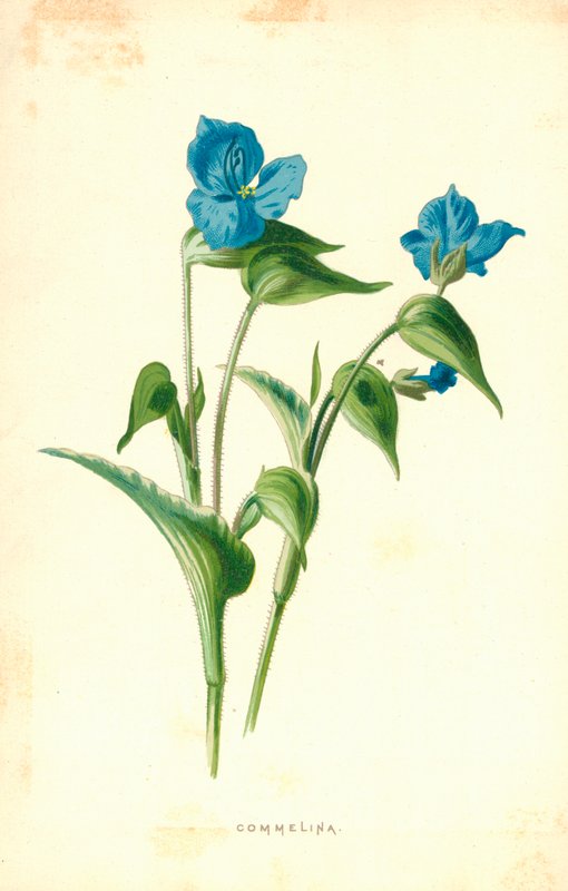 Commelina by Frederick Edward Hulme