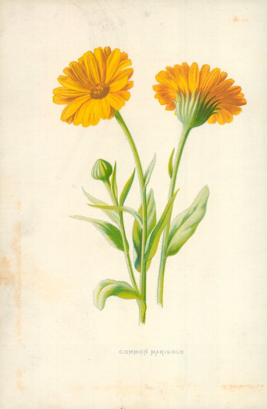 Common Marigold by Frederick Edward Hulme