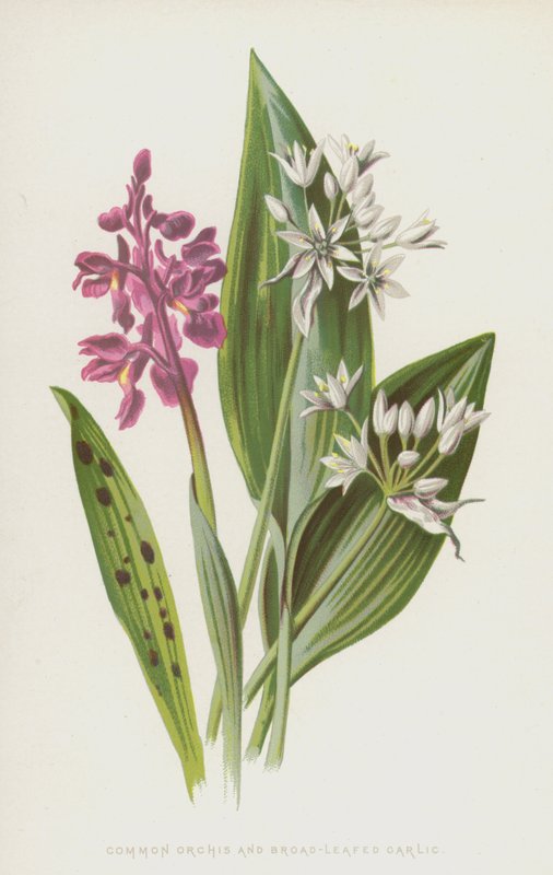 Common Orchis and Broad-Leafed Garlic by Frederick Edward Hulme