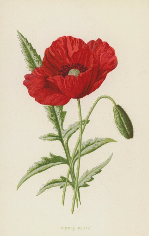 Common Poppy by Frederick Edward Hulme