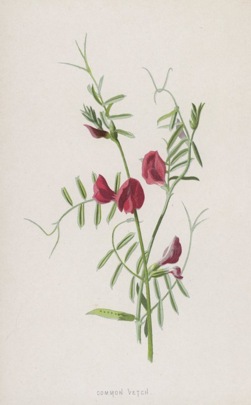 Common Vetch by Frederick Edward Hulme