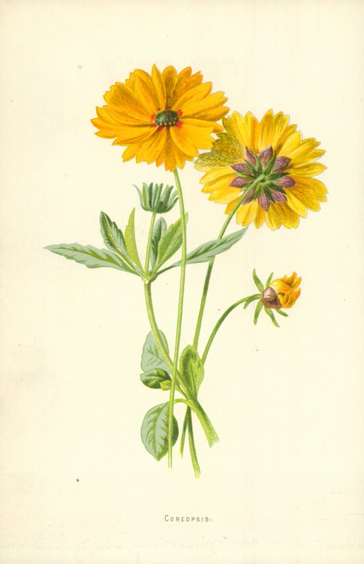 Coreopsis by Frederick Edward Hulme