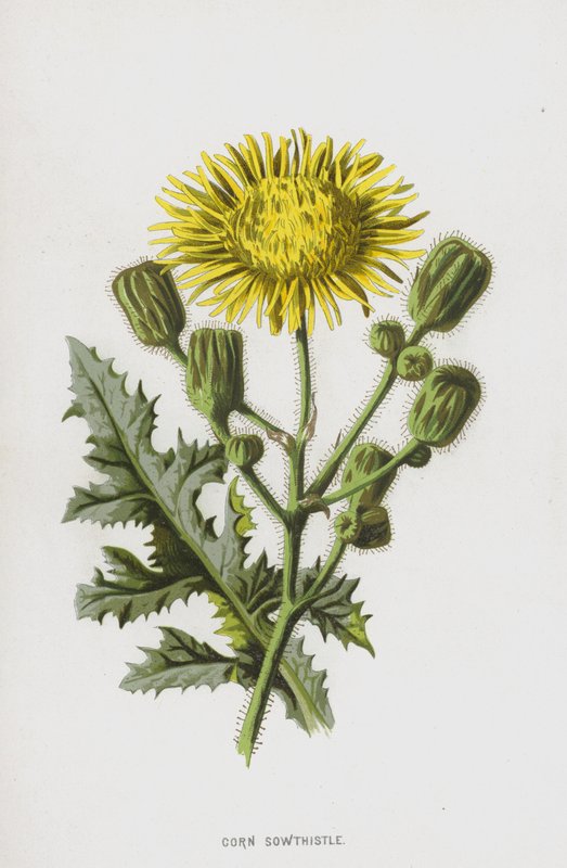 Corn Sowthistle by Frederick Edward Hulme