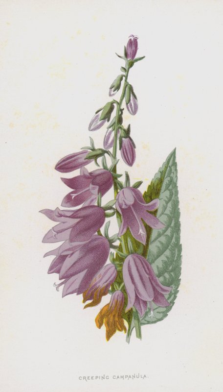 Creeping Campanula by Frederick Edward Hulme