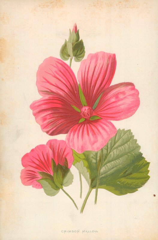 Crimson Mallow by Frederick Edward Hulme