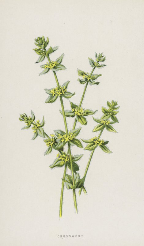 Crosswort by Frederick Edward Hulme