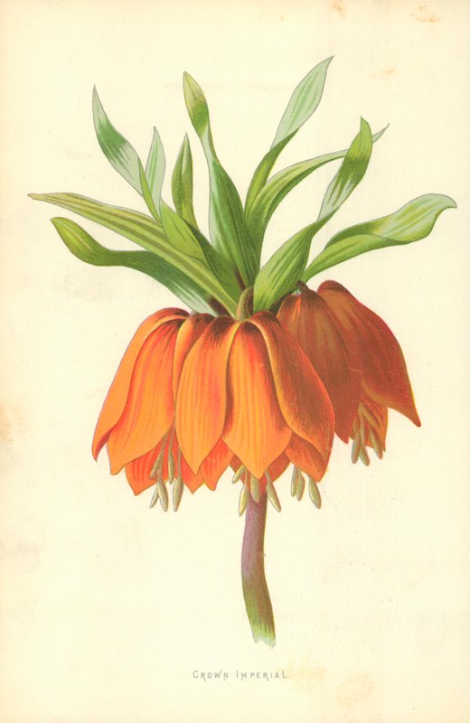 Crown Imperial by Frederick Edward Hulme