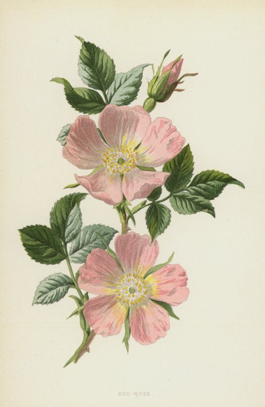 Dog-Rose by Frederick Edward Hulme